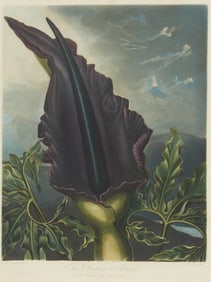 Robert John Thorton (1768-1837), "Dragon Arum" from "The Temple of Flora," 1801