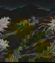 Edith Hamlin (1902-1992), "Night Blooming Cereus" (Taos), 1932