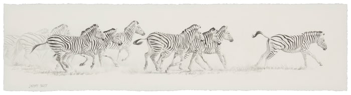 Lindsay Scott (b. 1955), A running herd of zebra