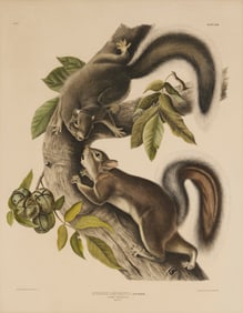 After John James Audubon (1785-1851), "Hare Squirrel," plate 43 from "The Viviparous Quadrupeds†of