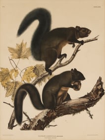 After John James Audubon (1785-1851), "Long Haired Squirrel," plate 27 from "The Viviparous