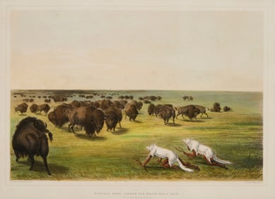 After George Catlin (1796-1872), "Buffalo Hunt, Under the White Wolf Skin," No. 13 from "Catlin's N.