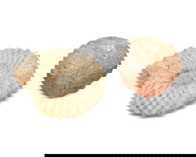 Two fossil specimens: Two fossil specimensCirca Late Cretaceous Period and laterComprising a hadrosaur egg fossil on a stone matrix, and an ammonite fossil2 piecesHadrosaur: 5.75&quot; H x 5.75&quot; W x 6.875&quot; D; Amm