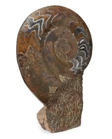 An ammonite fossil specimen