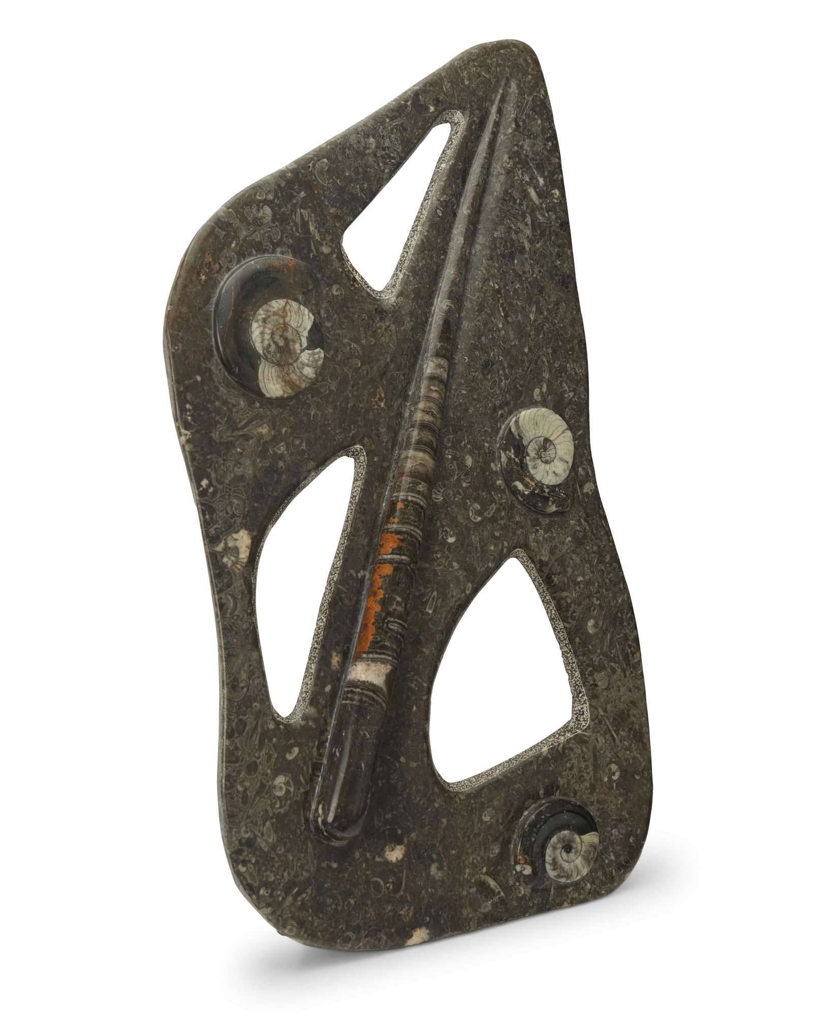 An orthoceras and ammonite fossil specimen (1 of 8)