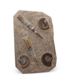 An orthoceras and ammonite fossil specimen