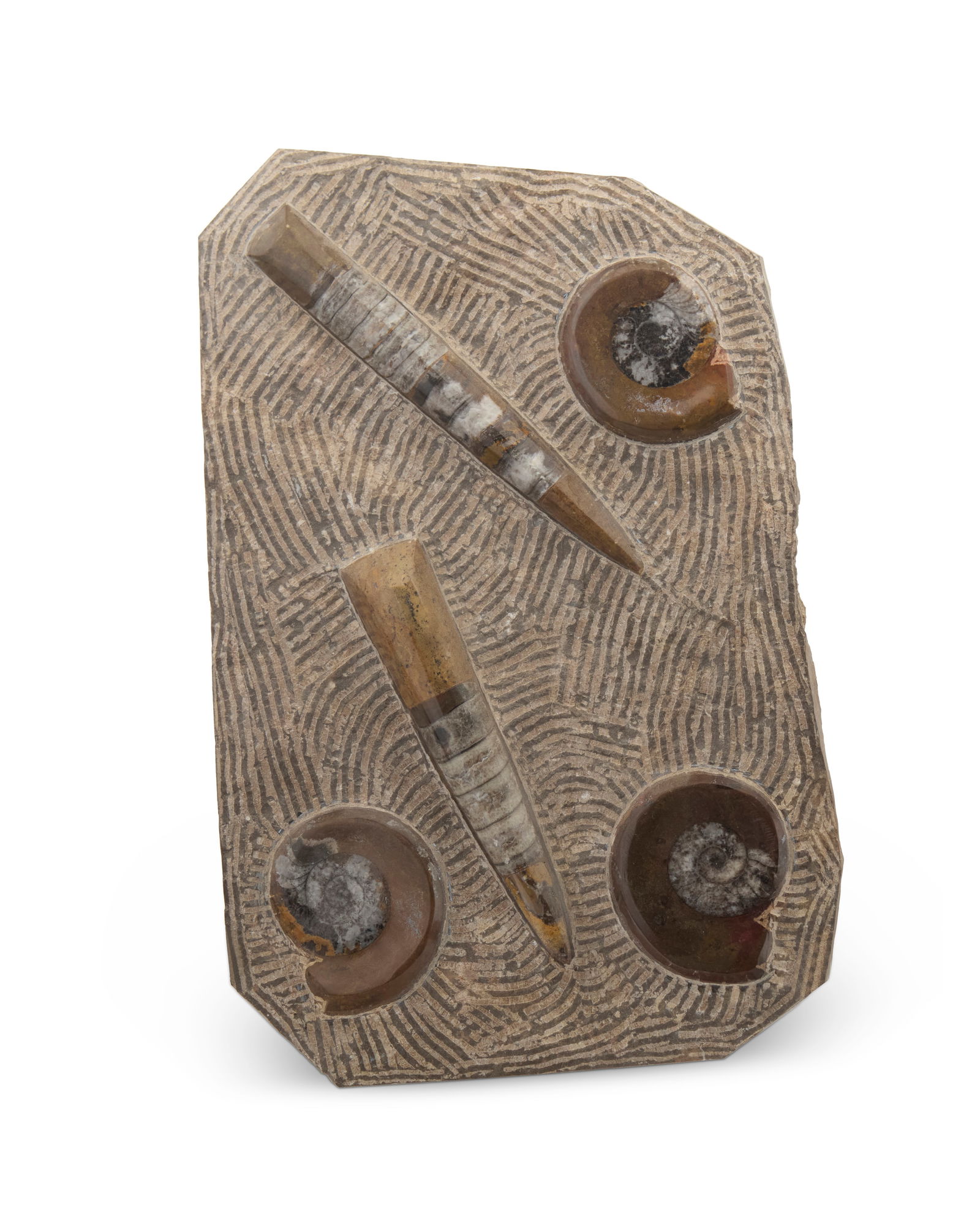 An orthoceras and ammonite fossil specimen (1 of 3)