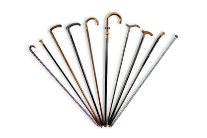 A group of ten walking sticks