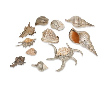 A collection of silvered seashells
