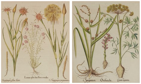After Basilius Besler (1561-1629), "Sparganium, Orobanche, Cicta Maxima," and "Tragopogon Flore