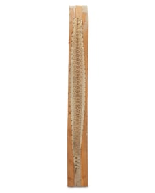 A mounted rattlesnake skin