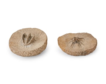 Two trilobite fossils