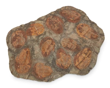 A trilobite fossil specimen