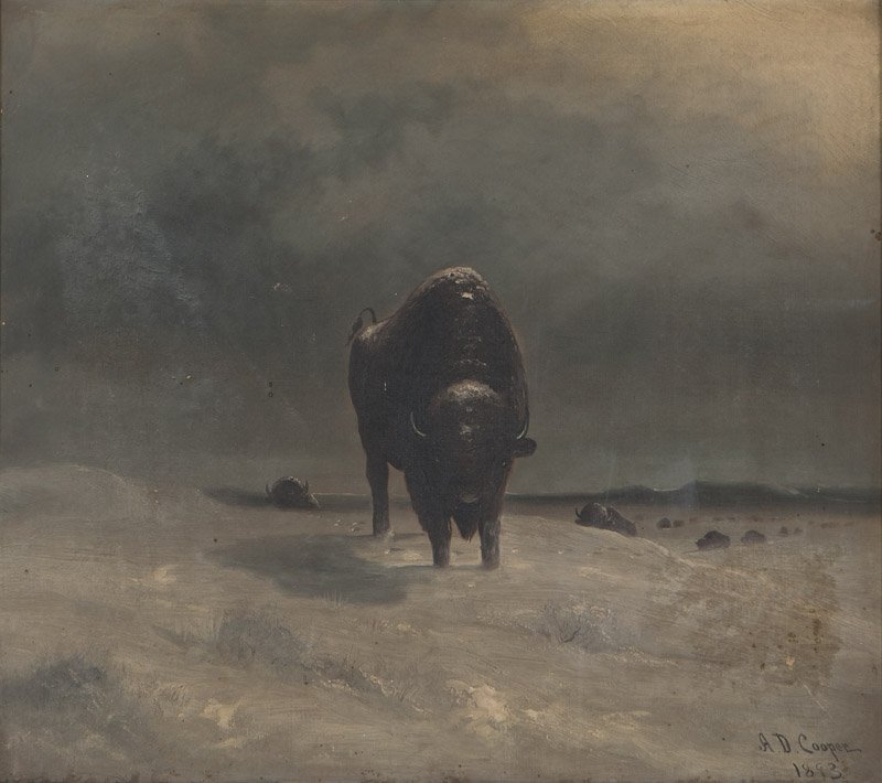 Astley David Middleton Cooper (1856-1924 San Jose, CA): Buffalo leading a herd, signed and dated lower right: A.D. Cooper 1893, oil on canvas, 24'' H x 27'' W, est: $2000/3000