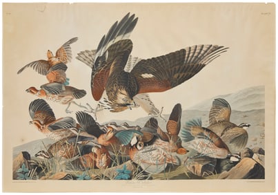 John James Audubon (1785-1851), "Virginian Partridge," Plate 76 from "The Birds of America, from