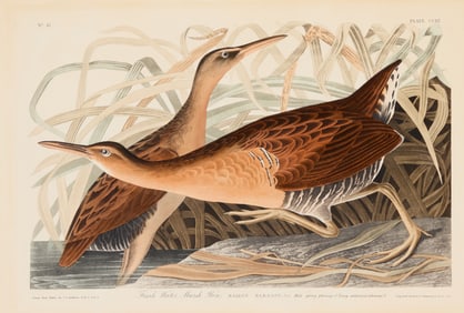 John James Audubon (1785-1851), "Fresh Water Marsh Hen," Plate 203 from "The Birds of America, from