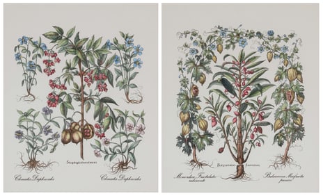 After Basilius Besler (1561-1629), "Staphylodendron" and "Balfamina foemina," two plates from