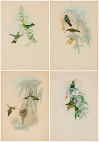 After John Gould (1804-1881), Four plates from "Family of Hummingbirds," 1849