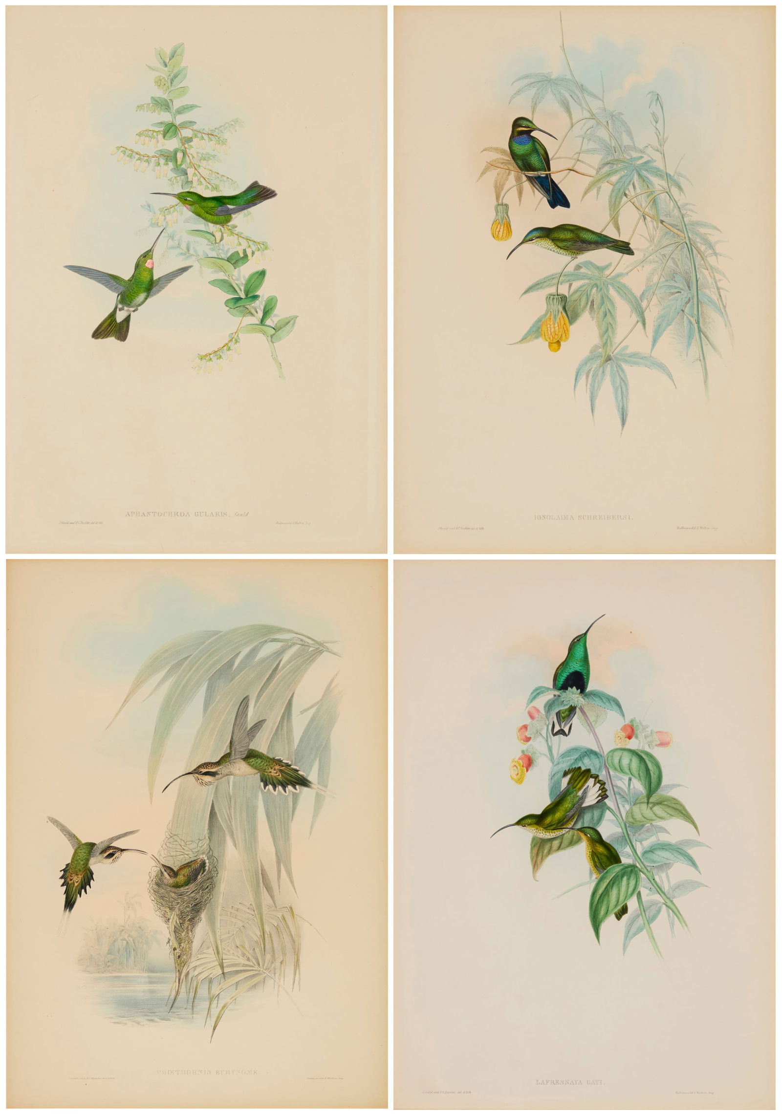 After John Gould (1804-1881), Four plates from "Family of Hummingbirds," 1849 (1 of 20)