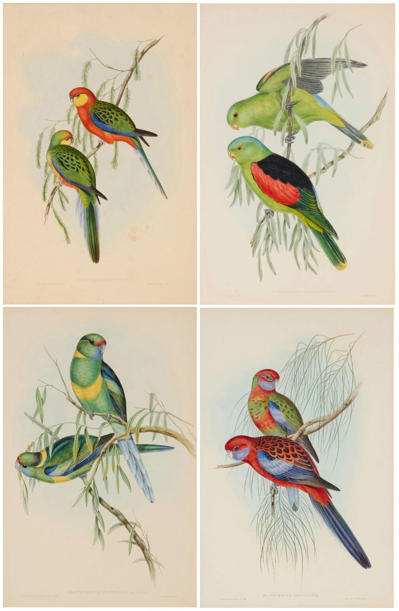 After John Gould (1804-1881), Four plates from "The Birds of Australia," 1848 (1 of 20)