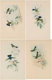 After John Gould (1804-1881), Four plates from "Family of Hummingbirds," 1849