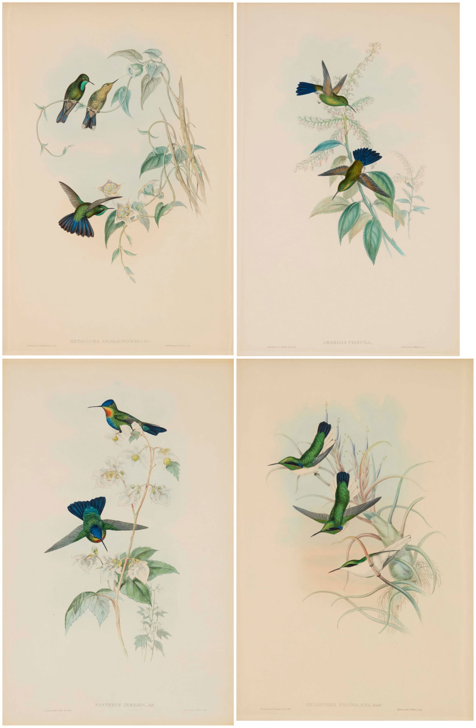 After John Gould (1804-1881), Four plates from "Family of Hummingbirds," 1849 (1 of 20)