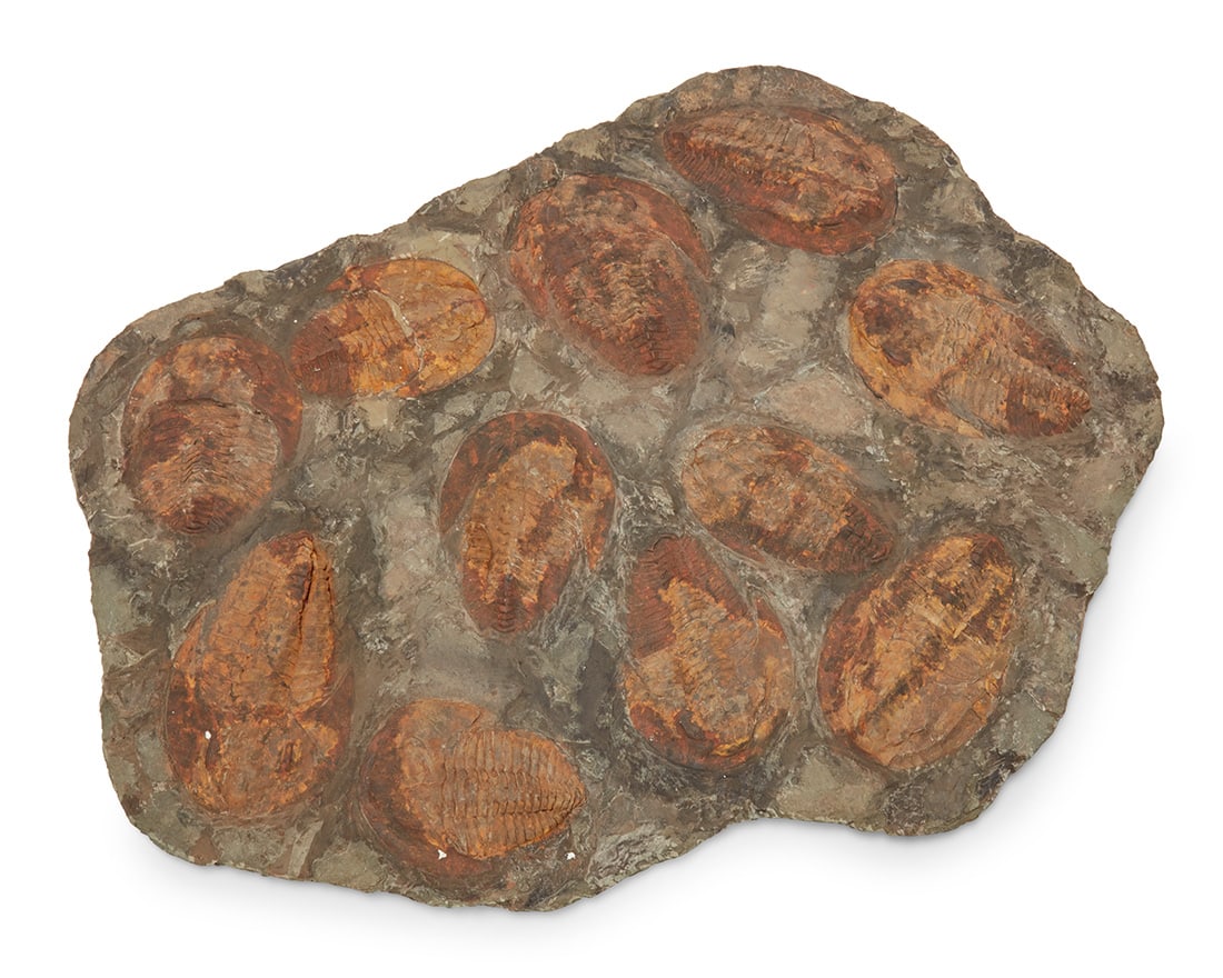 A trilobite fossil specimen: A trilobite fossil specimen Circa Paleozoic Era; Morocco Comprising eleven trilobite fossils in a matrix 29" H x 37" W x 2.25" D