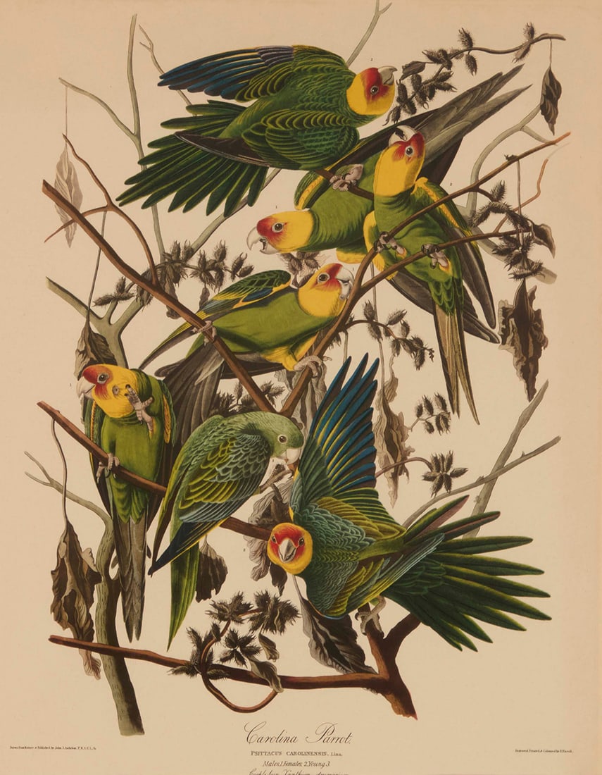 After John James Audubon (1785-1851), "Carolina Parrot," reproduction of plate 26 from "The Birds of (1 of 7)