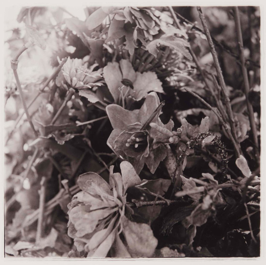 Jerry Uelsmann (1934-2022), "Flowers, Holy Land USA," 1998 (1 of 9)