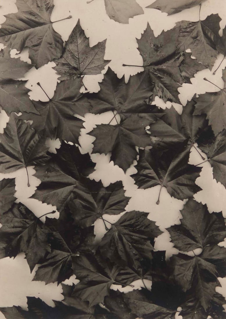Les FrËres Seeberger (19th/20th century), Leaves, circa 1920 (1 of 5)