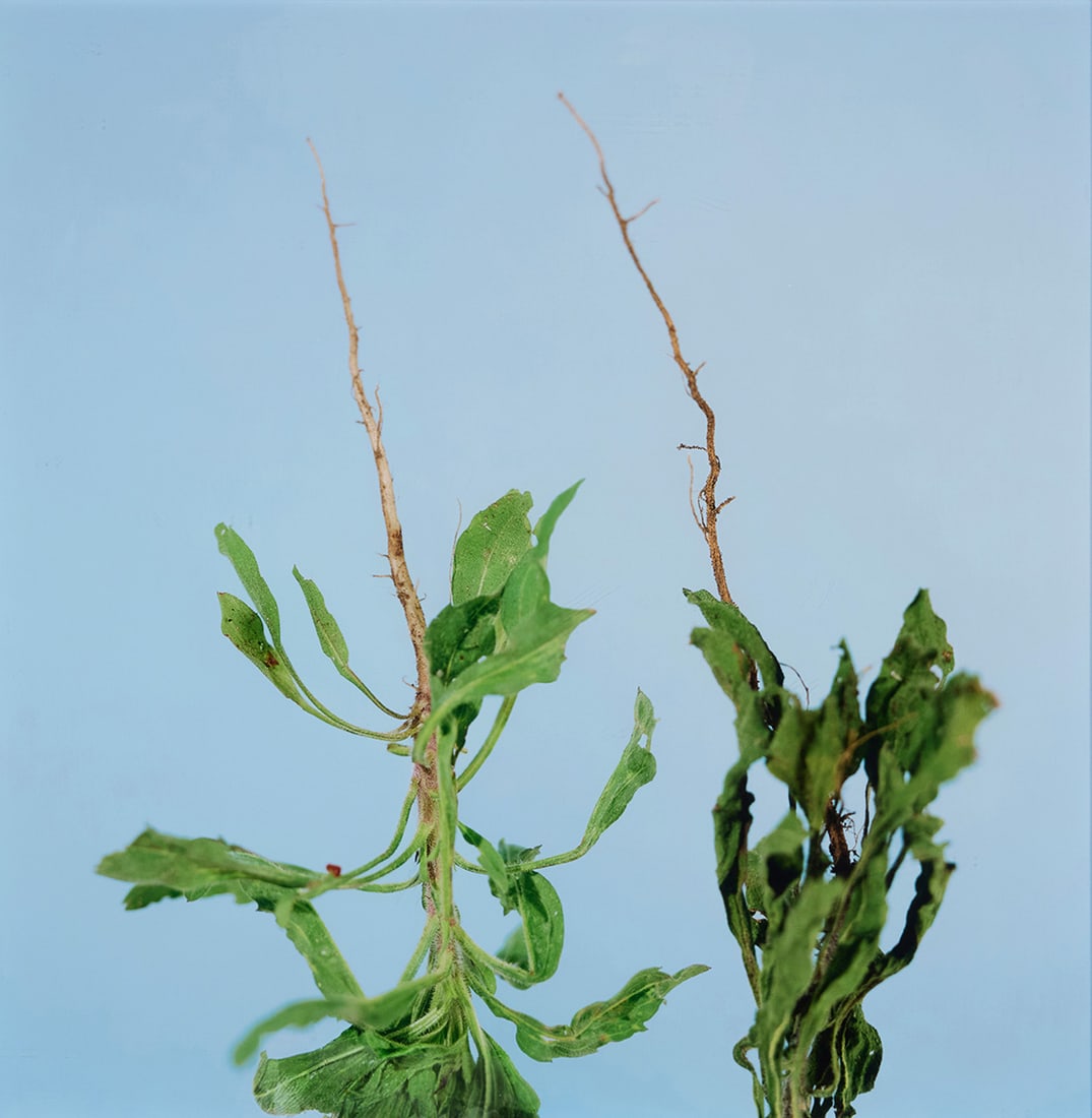 Amir Zaki (b. 1974), "Boring Weed Quite Dead, Same Weed Just Pulled," 2003: Amir Zaki (b. 1974) "Boring Weed Quite Dead, Same Weed Just Pulled," 2003 Archival pigment photograph on paper Edition: 1/6 Signed, dated, and numbered in ink on the frame's backing board: Amir Zaki