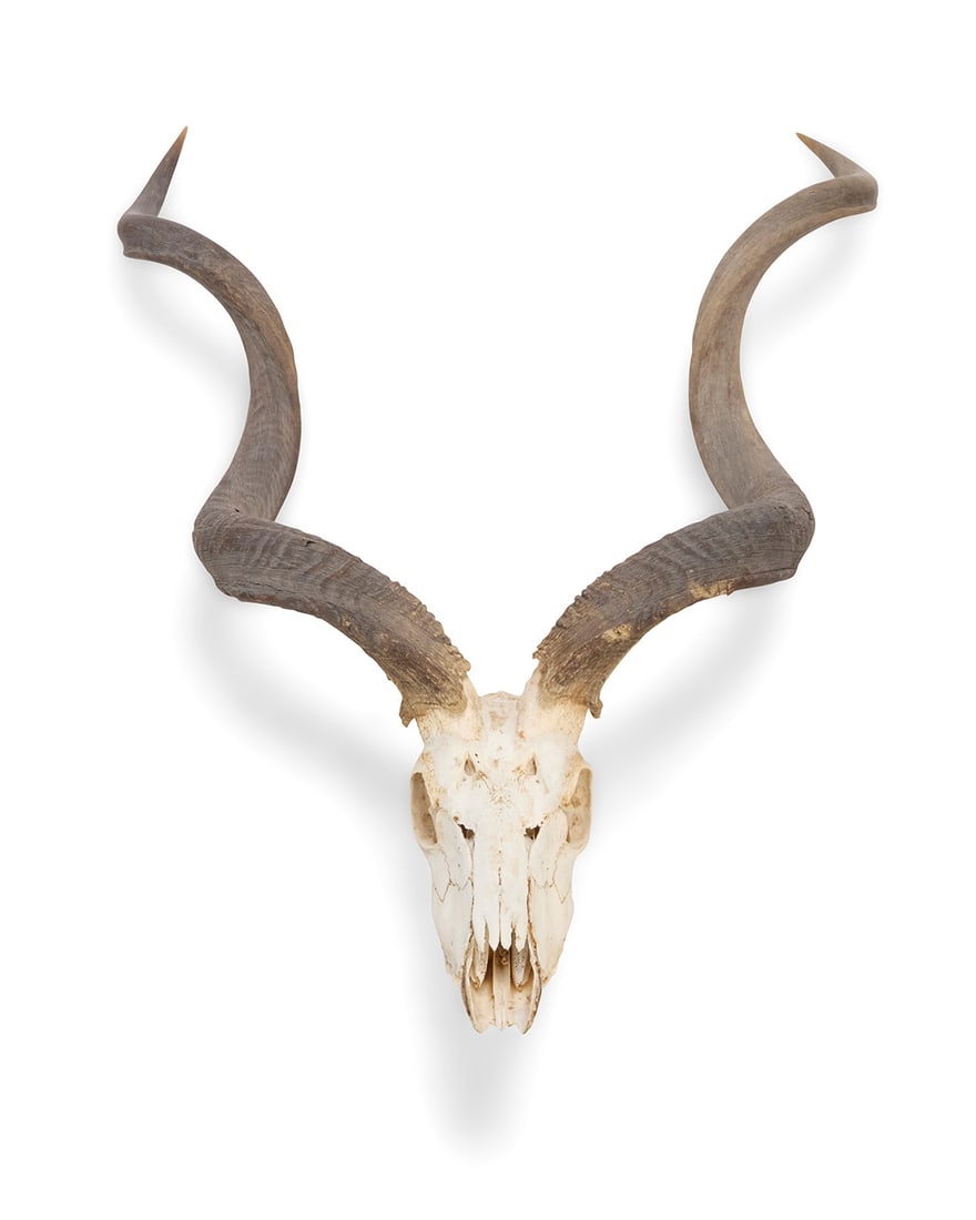 A Greater Kudu skull and horn taxidermy mount: A Greater Kudu skull and horn taxidermy mount 20th century The skull of tragelaphus strepsiceros 51.5" H x 36.25" W x 10.75" D