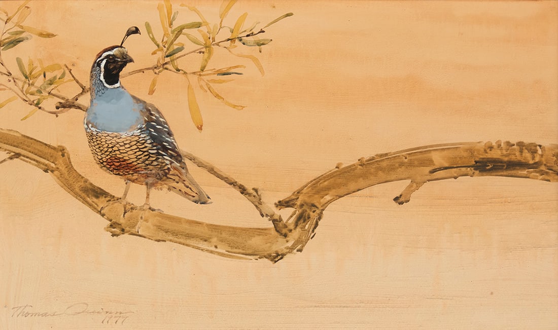 Thomas Quinn (b. 1938), California Quail, 1977: Thomas Quinn (b. 1938) California Quail, 1977 Watercolor and gouache on paperboard Signed and dated lower left: Thomas Quinn / 1977 Sight: 13" H x 22" W