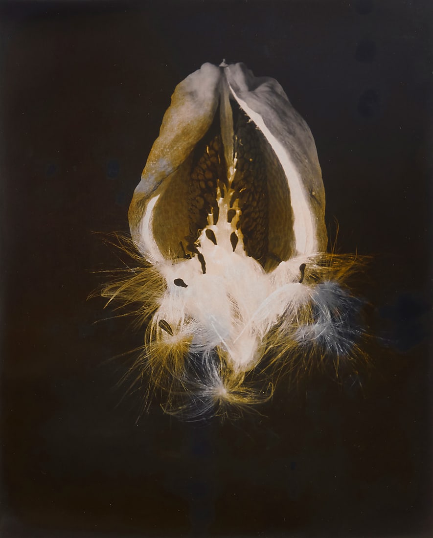 Imogen Cunningham (1883-1976), "Araujia Seed Pod," 1940: Imogen Cunningham (1883-1976) "Araujia Seed Pod," 1940 Gelatin silver print on paper From the edition of unknown size Signed and dated in pencil on the mount: Imogen Cunningham / 1940; the artist's