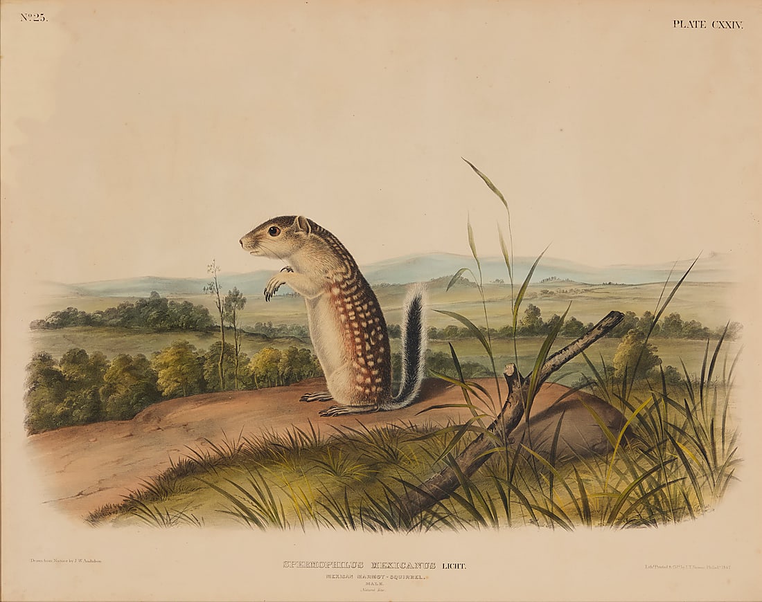 After John Woodhouse Audubon (1785-1851) "Spermophilus Mexicanus Licht (Mexican: After John Woodhouse Audubon (1785-1851) "Spermophilus Mexicanus Licht (Mexican Marmot-Squirrel)," Plate CXXIV from "Viviparous Quadrupeds of North America," by J.T. Bowen, 1845-48 Lithograph with han