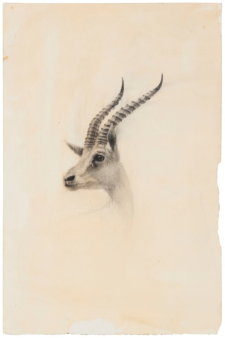 21st Century Illustration School: 21st Century Illustration School "Thomson's Gazelle," 2005 Pencil on paper Appears unsigned; titled, dated "Spring 2005," and inscribed partially indistinctly, verso Sheet: 10 x 6 1/2in Provenance:
