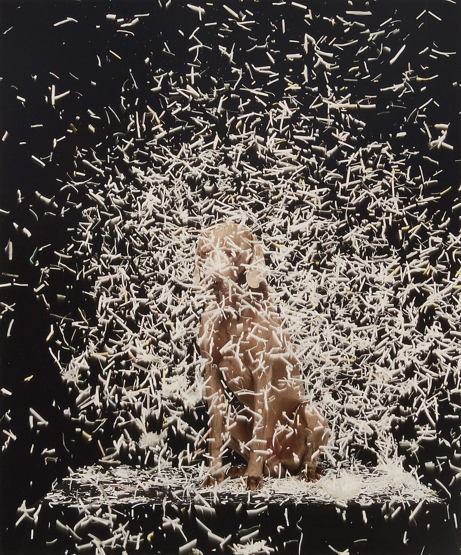 William Wegman (b. 1943), "Blizzard," 2003 (1 of 5)