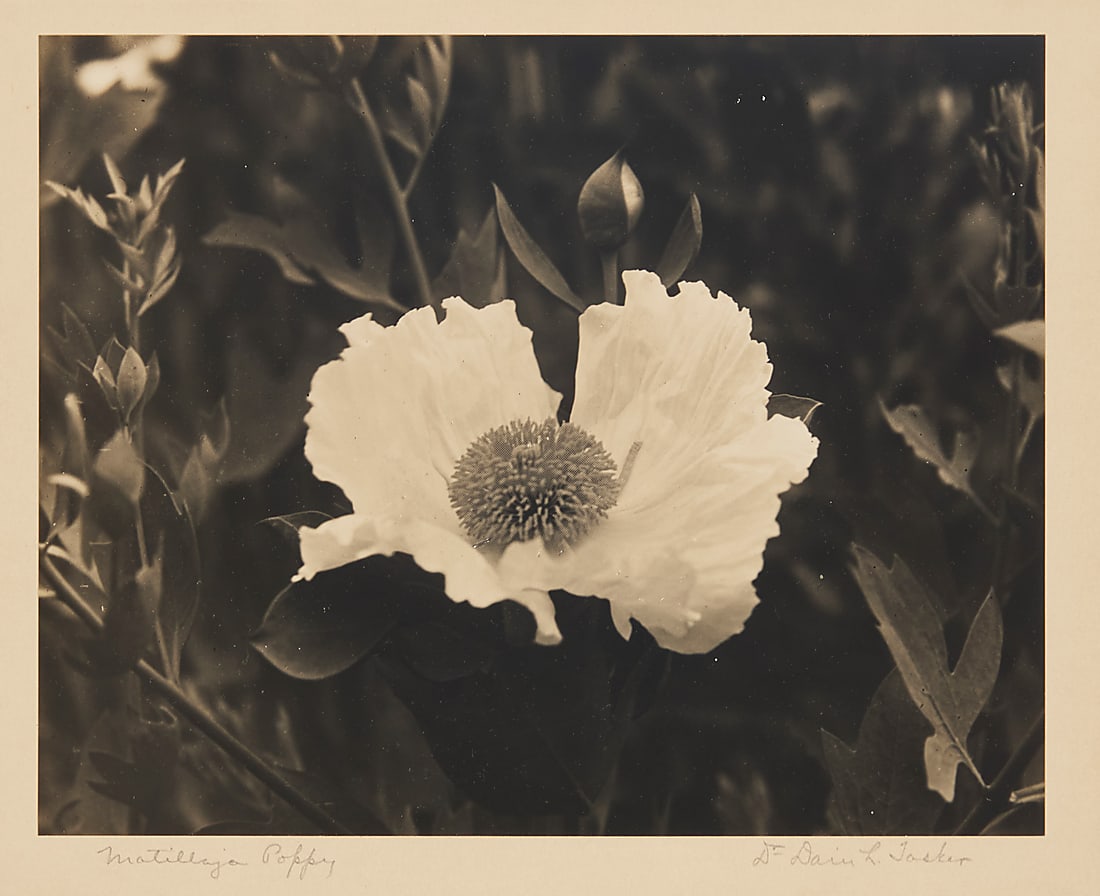 Dain L. Tasker (1872-1964), "Matilija Poppy": Dain L. Tasker (1872-1964) "Matilija Poppy" Gelatin silver print on paper mounted to paperboard From the edition of unknown size and date Signed and titled in pencil on the paperboard mount, just