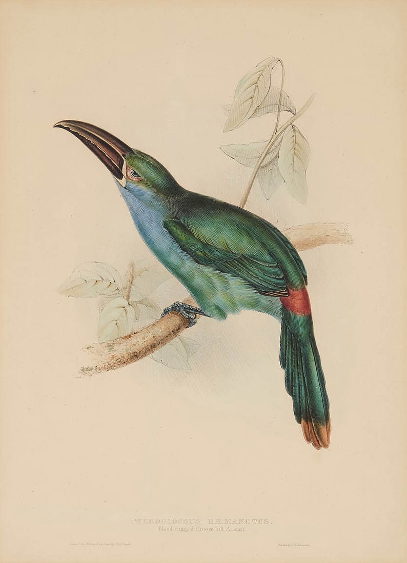 After John Gould (1804-1881), "Blood-Rumped Groove-Bill Araçari": After John Gould (1804-1881) "Blood-Rumped Groove-Bill Araçari" Lithograph with hand-coloring on paper From the edition of unknown size and date With the artist's name printed as part of the image lo