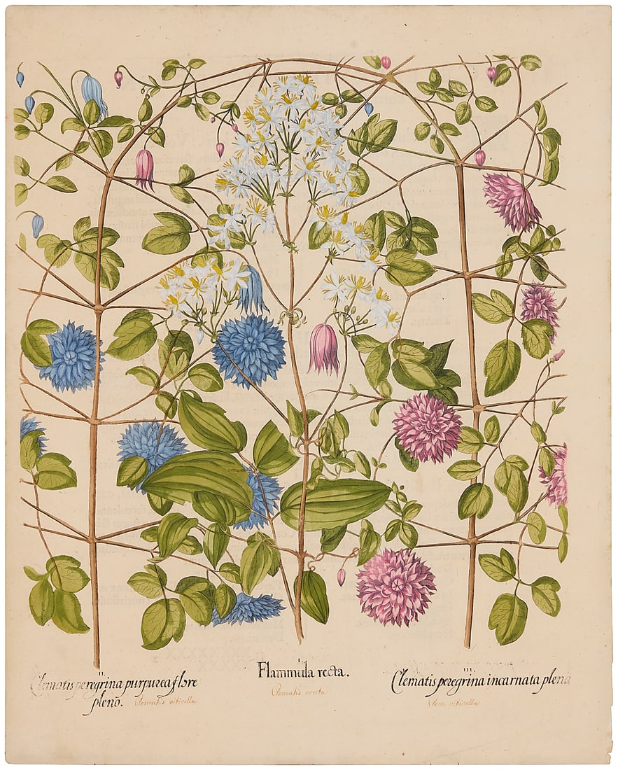 After Basilius Besler (1561-1629), "Erect clematis, Lavender double-flowered hort clematis," plate: After Basilius Besler (1561-1629) "Erect clematis, Lavender double-flowered hort clematis," plate 303 from the series "Hortus Eystettensis" Engraving with hand-coloring on paper From the edition of