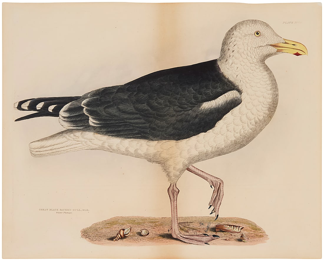 After John James Audubon (1785-1851), "Great Black Backed Gull, Old. Winter Plumage," (plate 97): After John James Audubon (1785-1851) "Great Black Backed Gull, Old. Winter Plumage," (plate 97) Engraving with hand-coloring on paper From the edition of unknown size and date Unsigned; with the