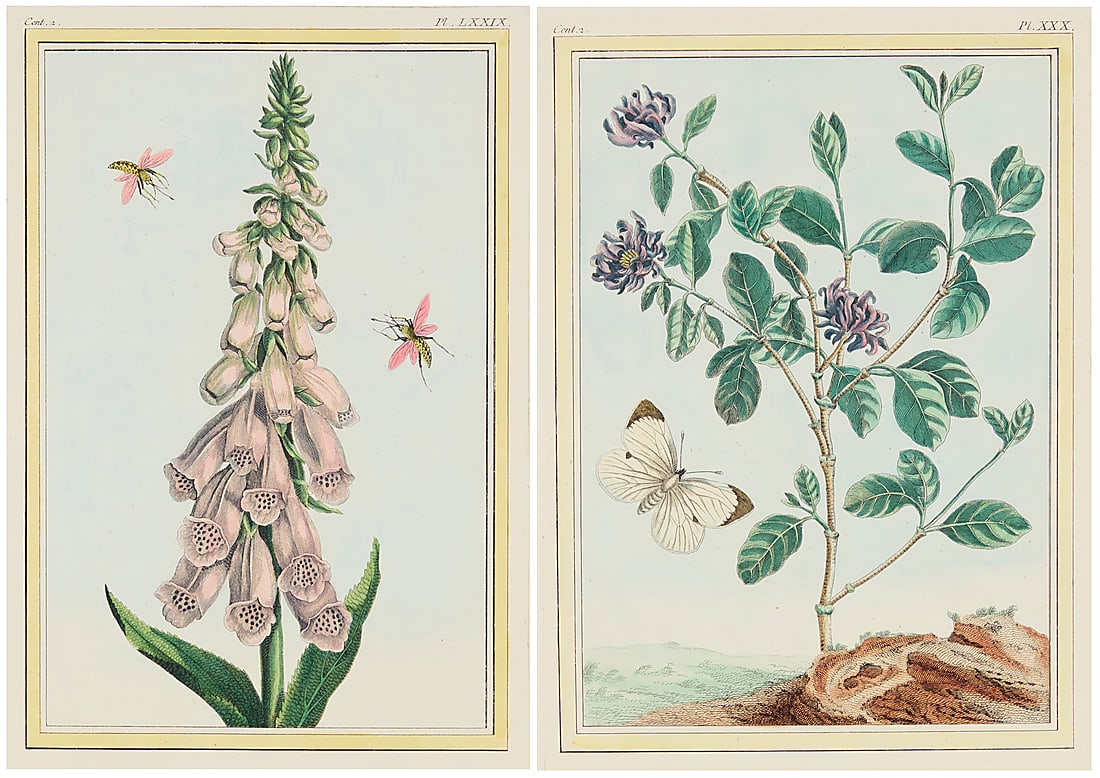 Pierre Joseph Buchoz, editor, (1731-1807): Pierre Joseph Buchoz, editor (1731-1807) Two plates (XXX and LXXIX), from "Collection Precieuse et Enluminee des fleurs les plus Belles et les plus Curieuses, qui se cultivent tant dans les jardins de