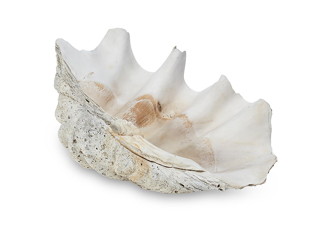 A giant clam shell: A giant clam shell 20th century or earlier Tridacna gigas from the South Pacific Height 11 in., width 28 in., depth 18 in. approximately