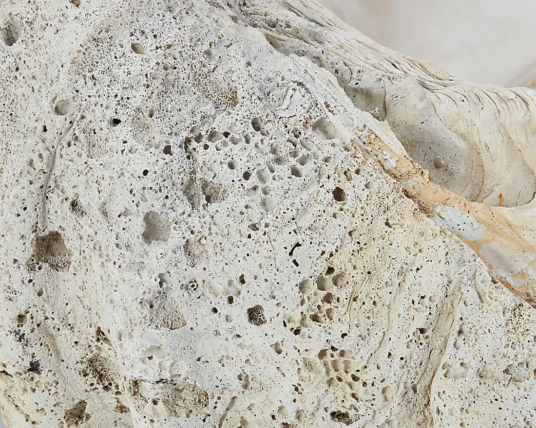A giant clam shell - 2