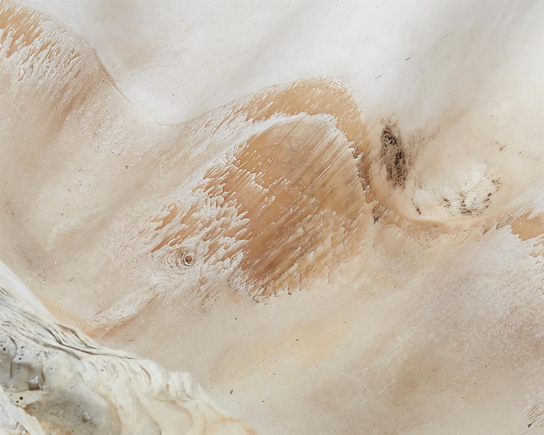 A giant clam shell - 4