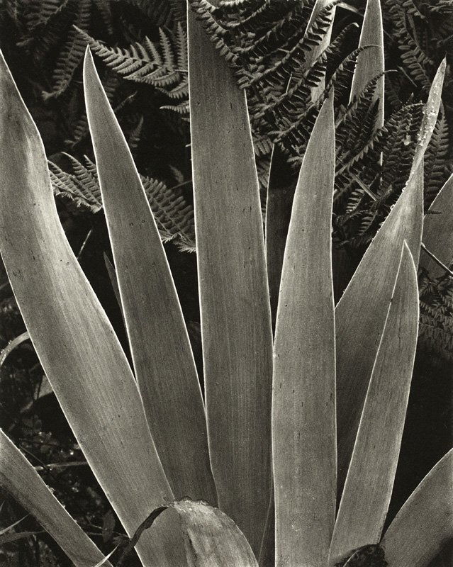 Paul Strand (1890-1976 New York, NY): ''Iris'', signed, numbered, titled and dated lower right on the vellum overlay: Hazel Strand for the Paul Strand Foundation, 282/450, 1928. The plate was made by Jon Goodman and Richard Benson and the