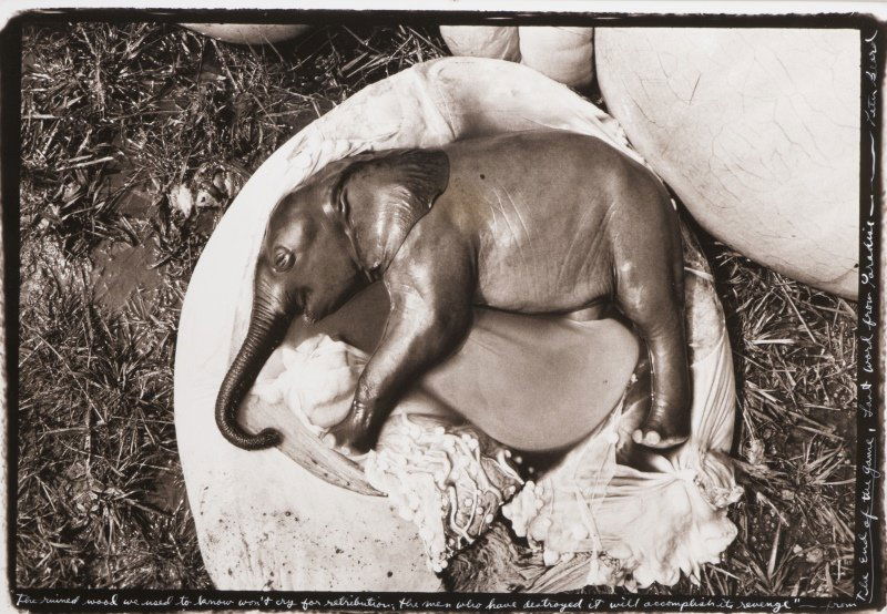 Peter Beard (1938-* New York, NY): ''Elephant Embryo, Uganda'', 1968, printed later, signed, titled and inscribed in white ink along the lower and right image edges: Peter Beard, indistinct inscription in pencil verso center, inscribed