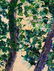 Gilbert F. Neumann (1906-1970), Trees, oil on board - 5