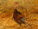 Raul Gutierrez (b. 1935), Lone Turkey, oil on board,