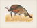 Charles Beckendorf (1930-1996), "Rio Grande Turkey",